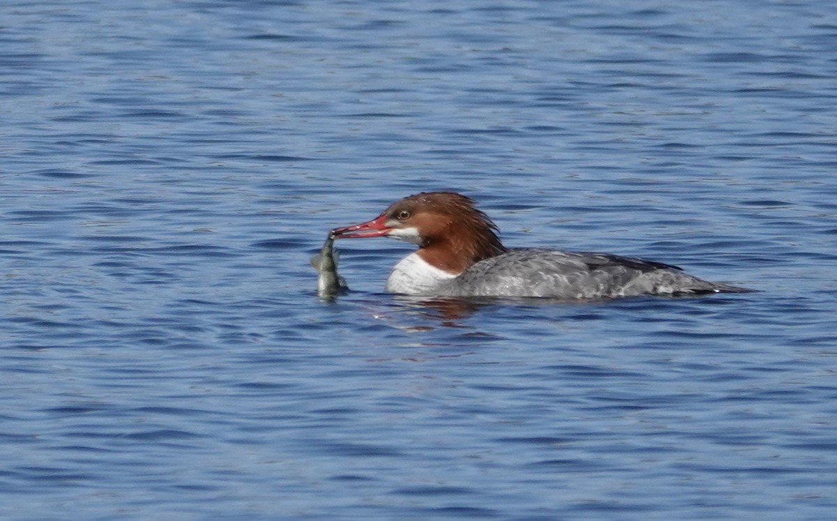 Common Merganser (North American) - ML617156222