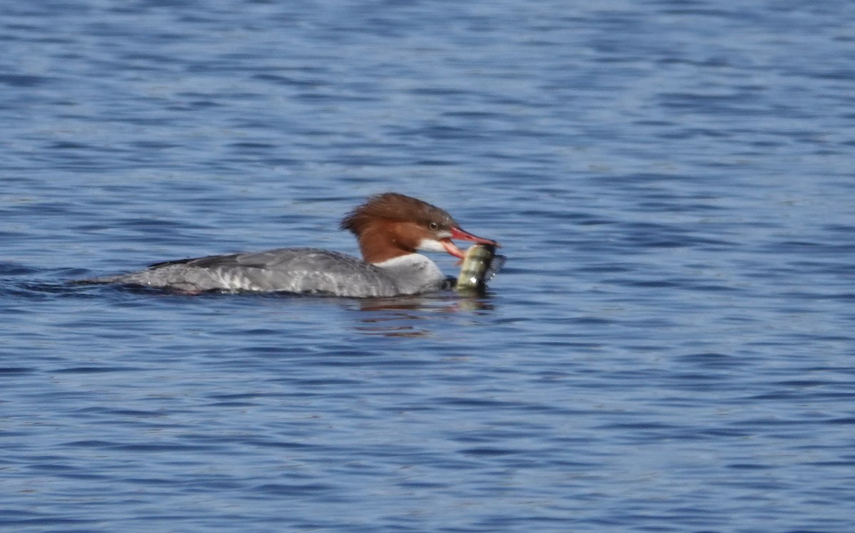 Common Merganser (North American) - Michael DeWispelaere