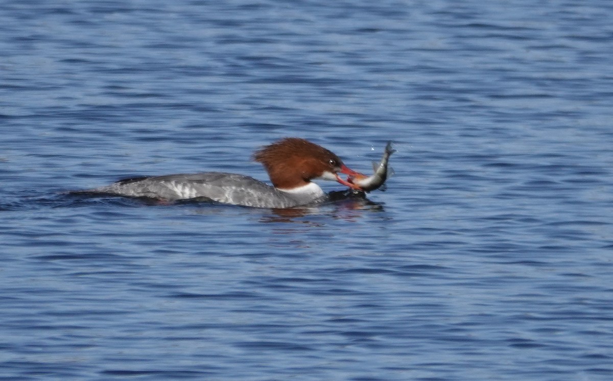 Common Merganser (North American) - ML617156224