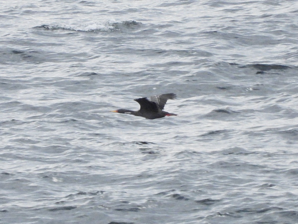 Red-legged Cormorant - ML617156230