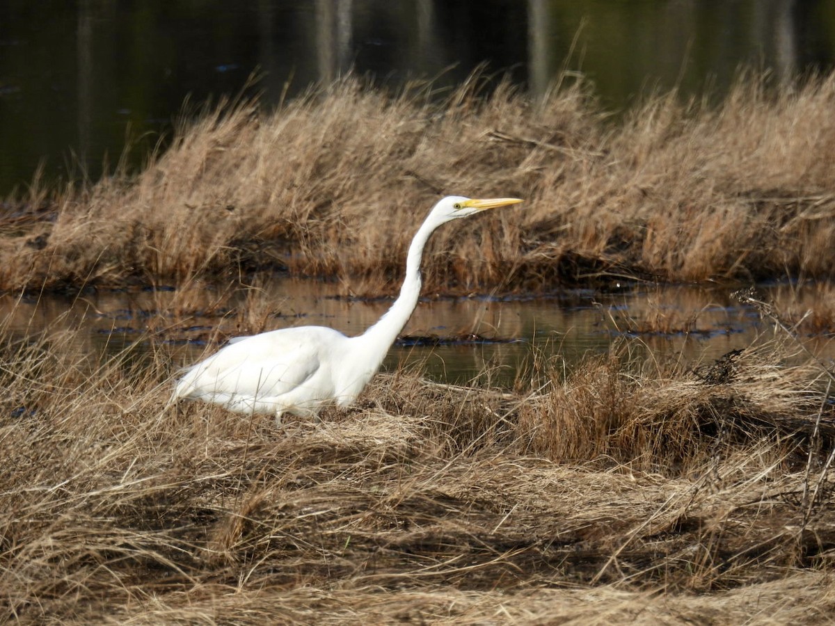 Great Egret - ML617156249