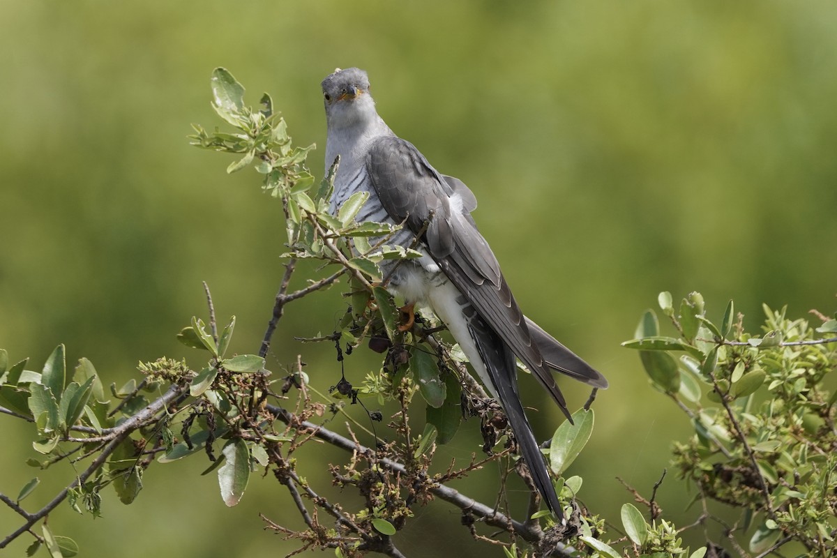 Common Cuckoo - ML617156253