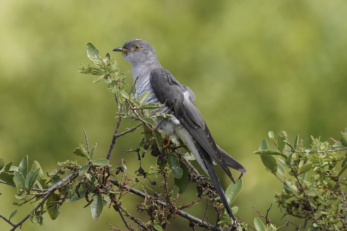 Common Cuckoo - ML617156254