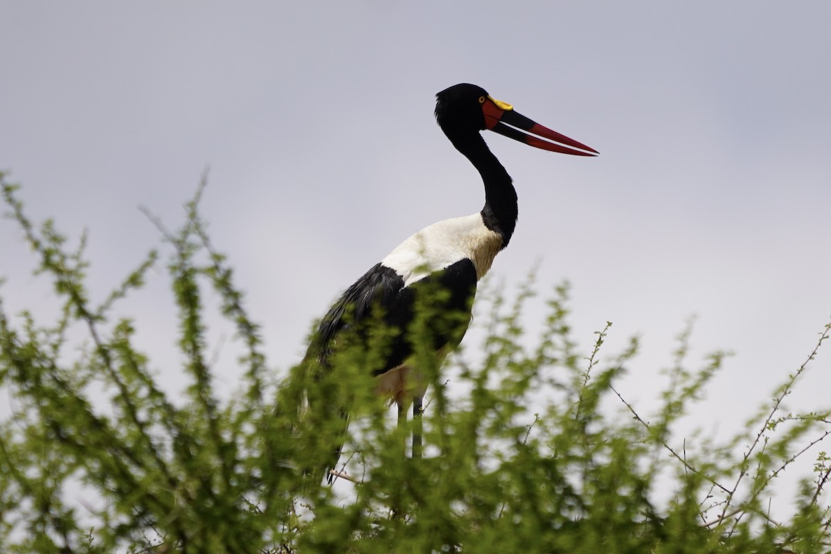 Saddle-billed Stork - ML617156259