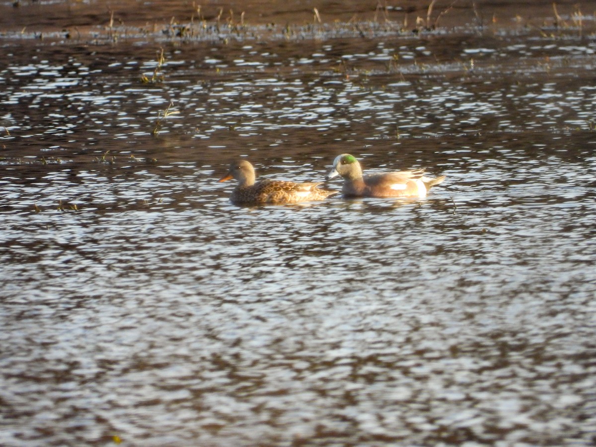 American Wigeon - ML617156260