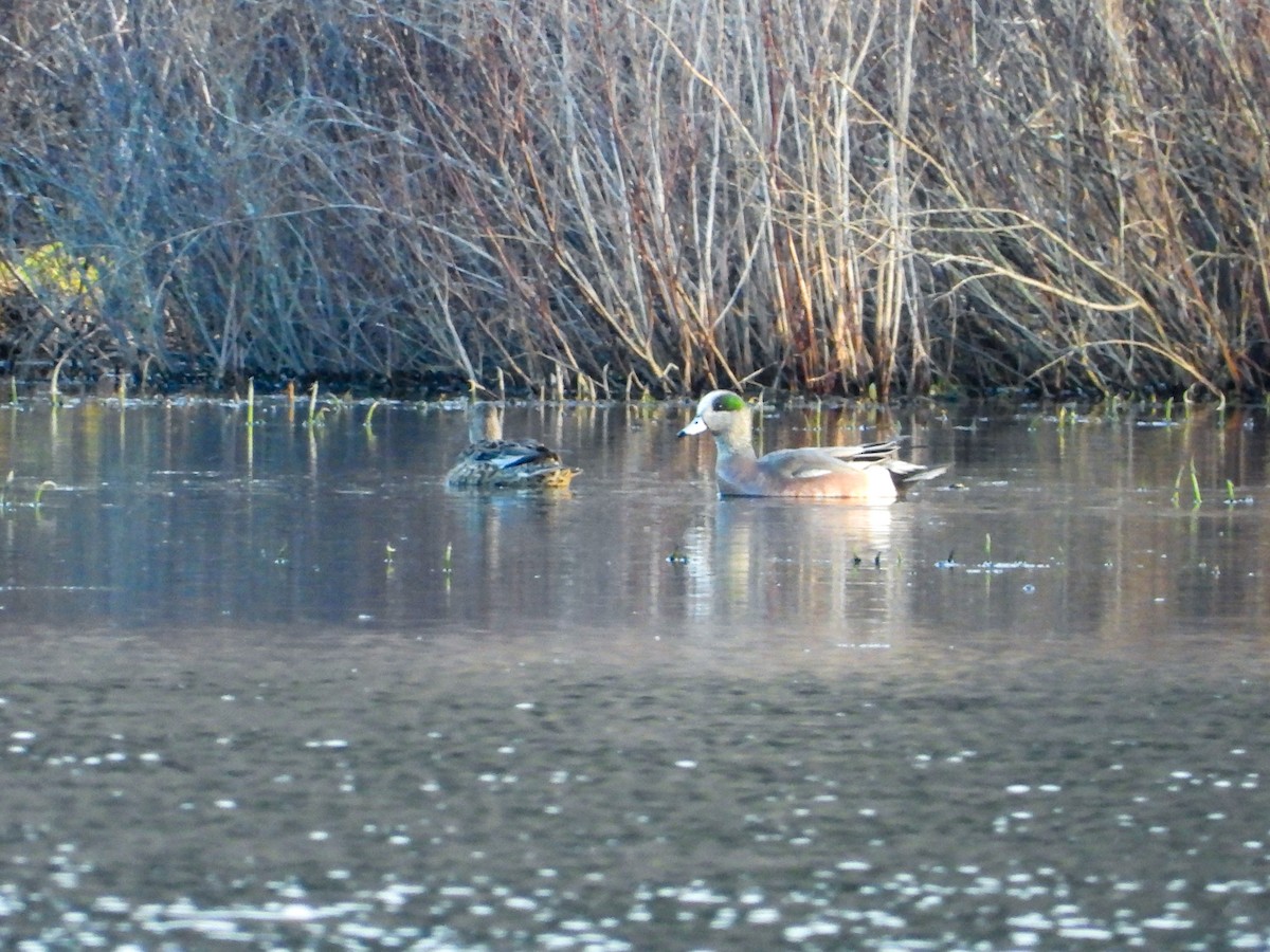 American Wigeon - M. Pierre-Louis