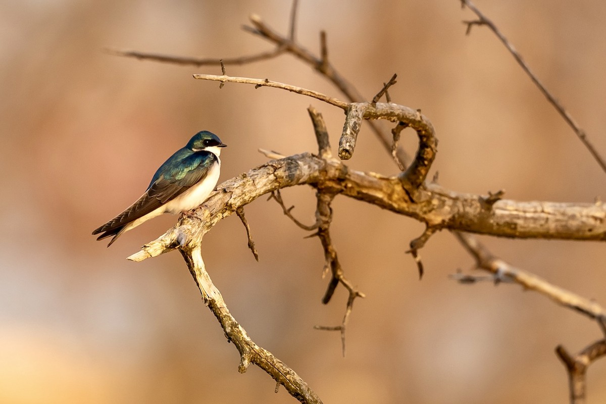 Tree Swallow - Bill Massaro