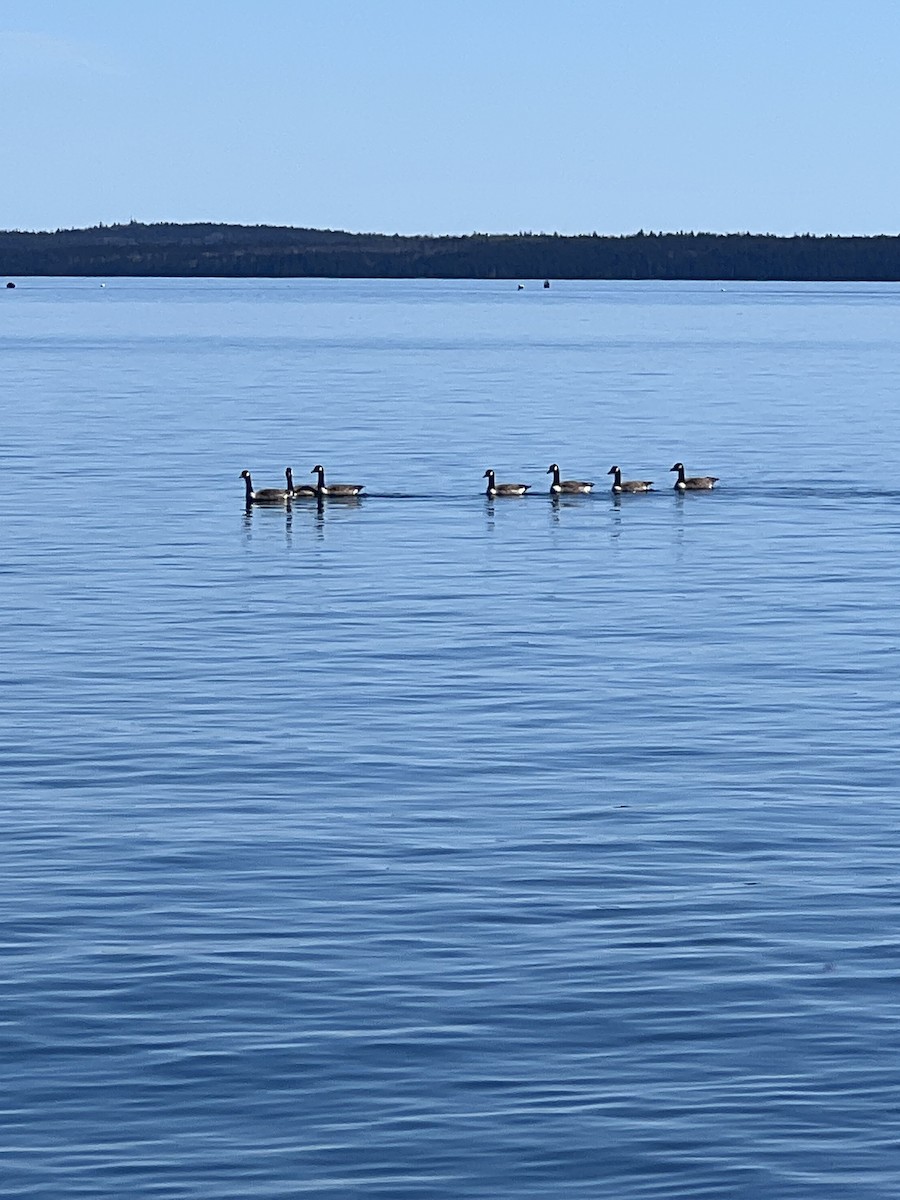 Canada Goose - Fern Paltrow