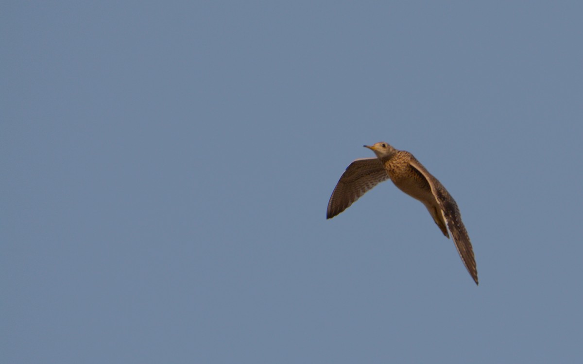 Upland Sandpiper - ML617156298