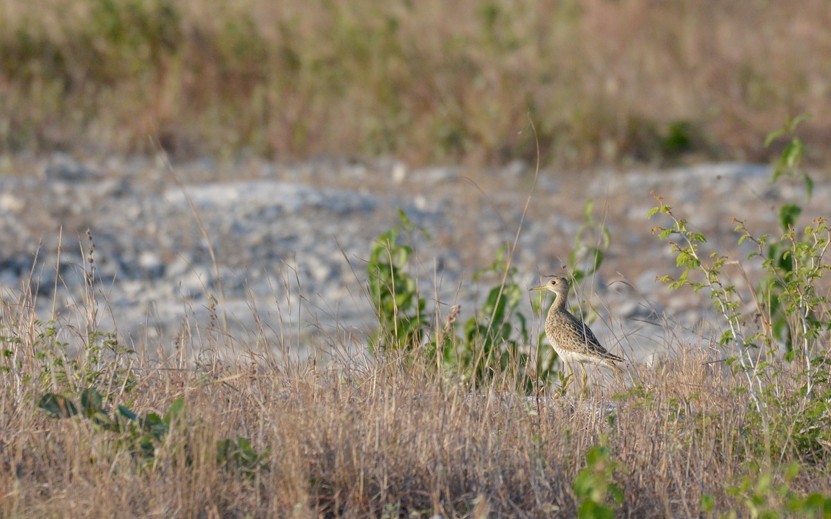 Upland Sandpiper - ML617156299