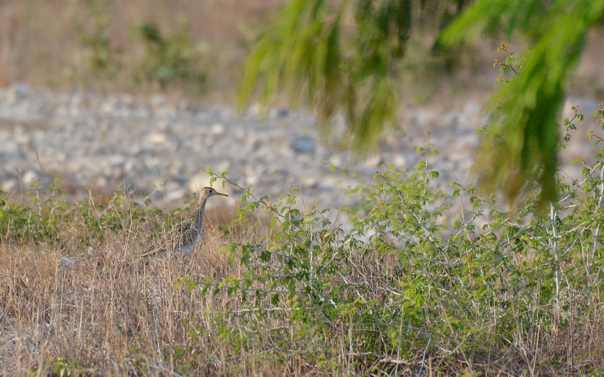 Upland Sandpiper - ML617156300