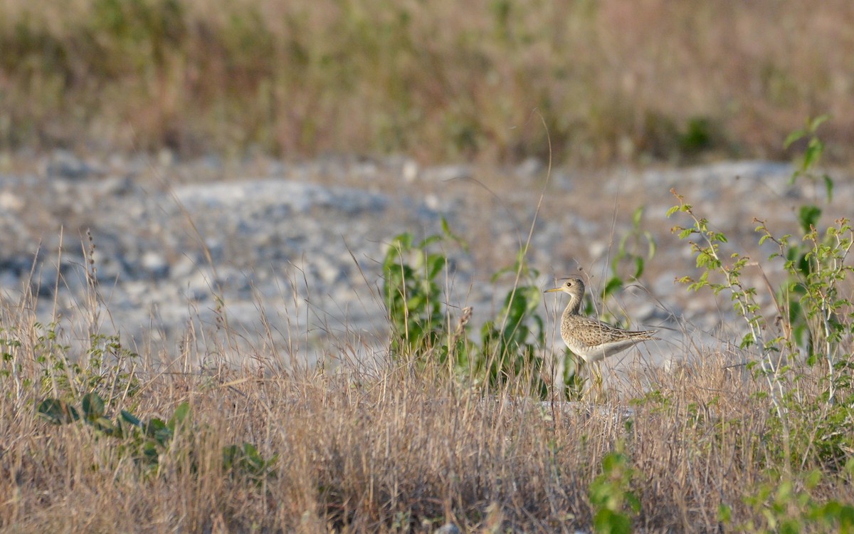 Upland Sandpiper - ML617156301