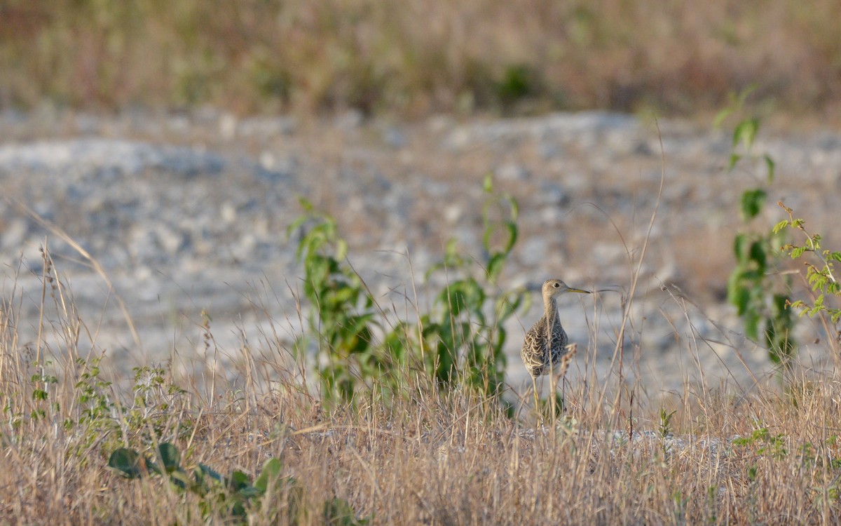 Upland Sandpiper - ML617156302