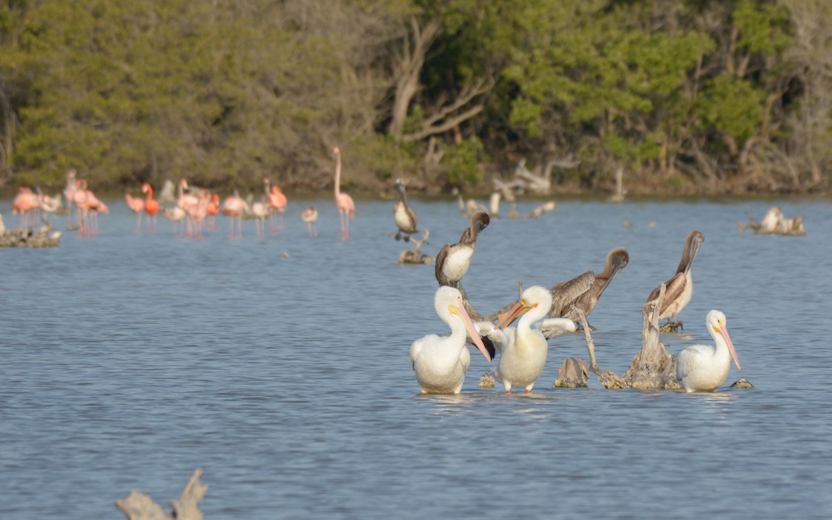 American White Pelican - ML617156382