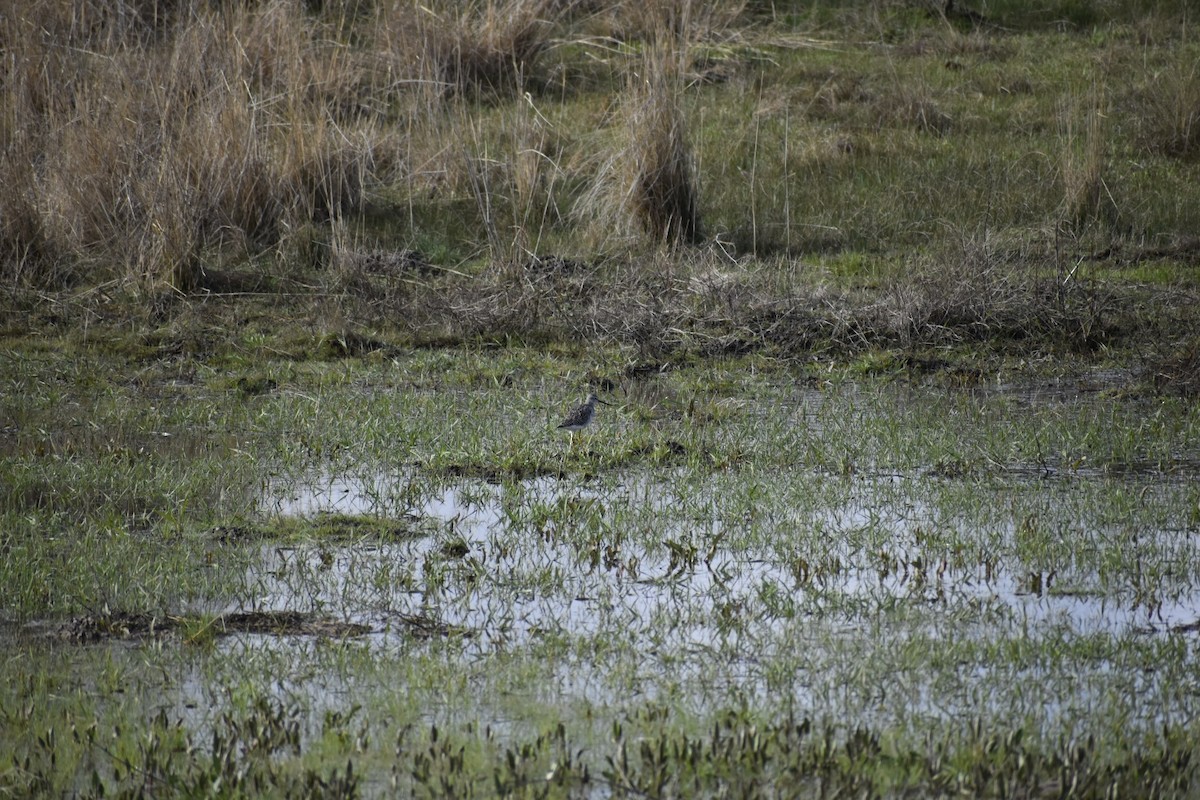 Greater Yellowlegs - ML617156418