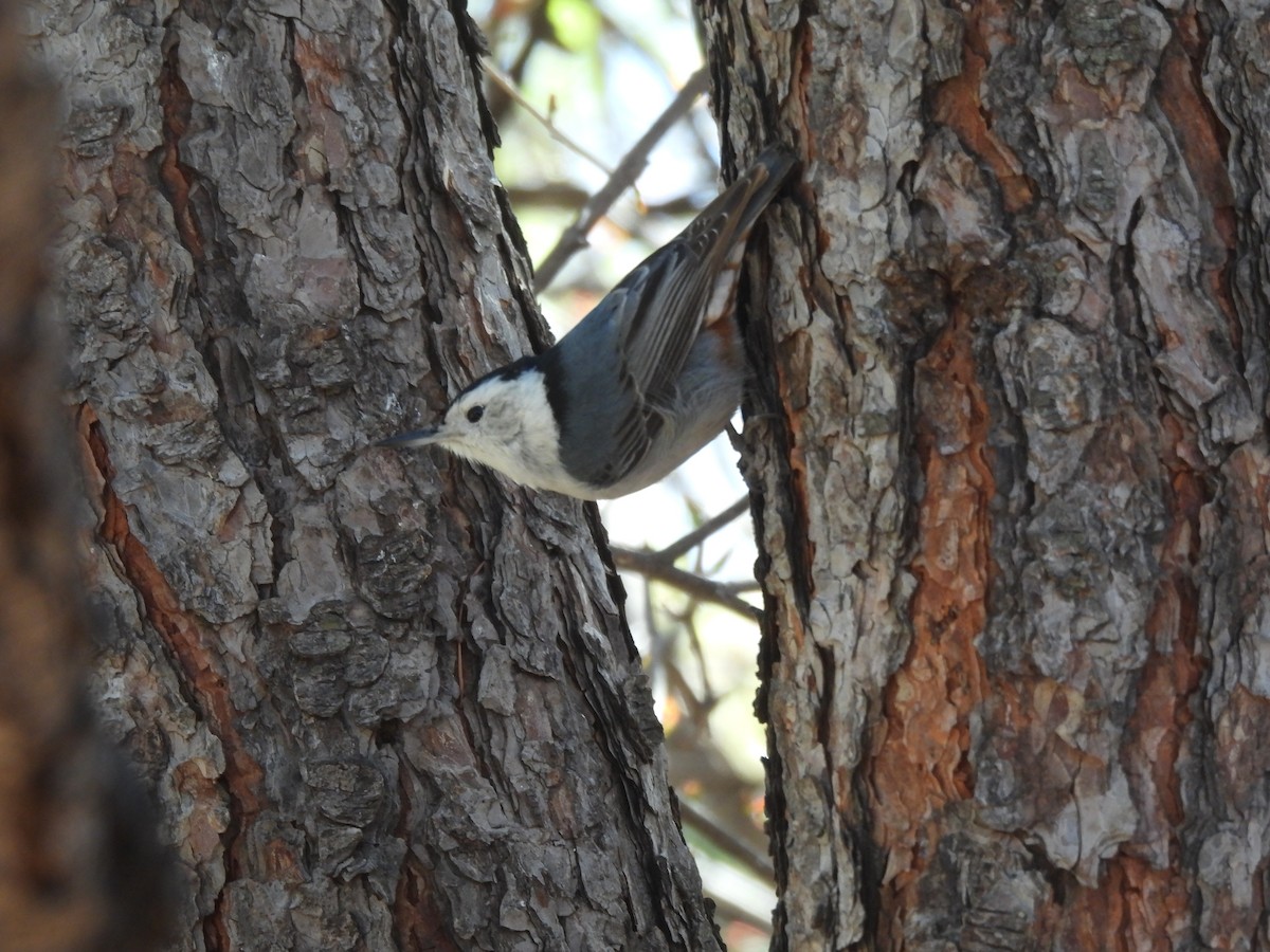 White-breasted Nuthatch - ML617156435