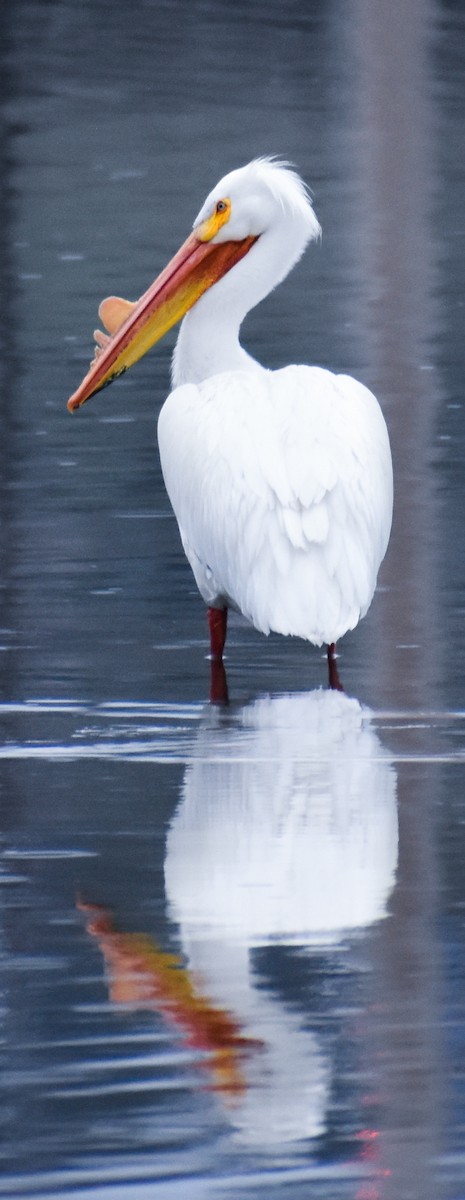 American White Pelican - ML617156450