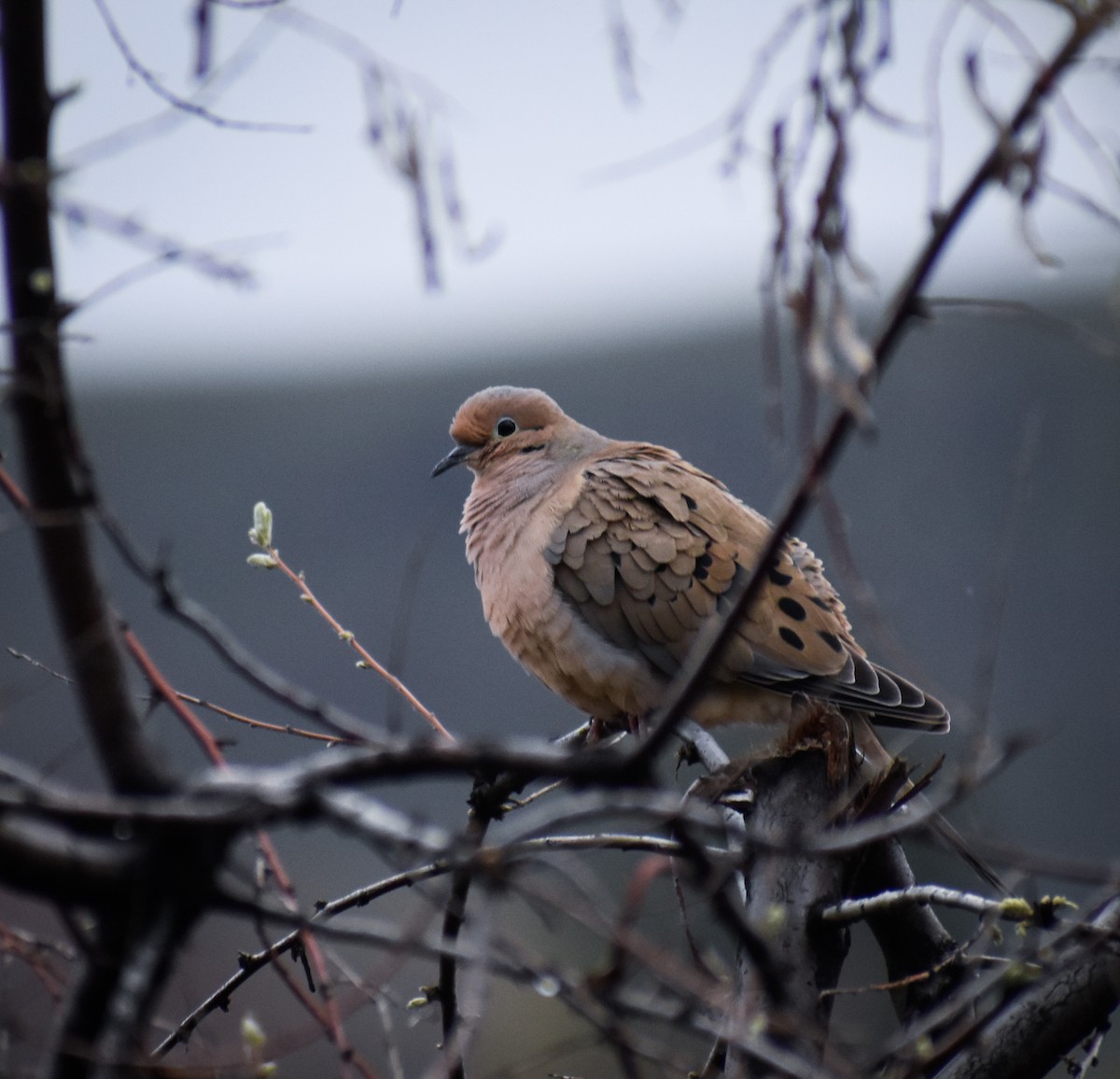 Mourning Dove - ML617156476