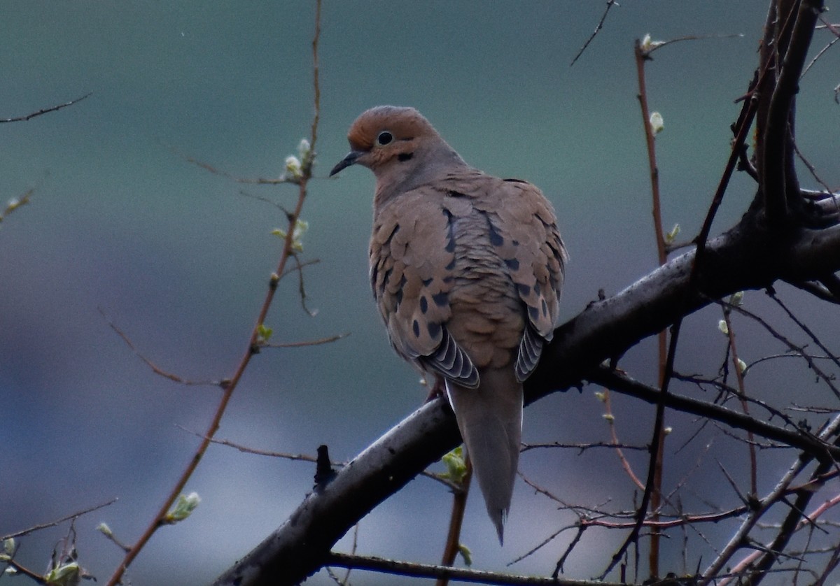 Mourning Dove - ML617156480