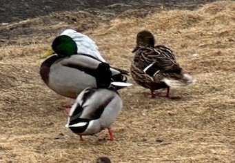 Mallard - michael carmody