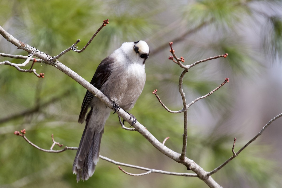 Canada Jay - ML617156511