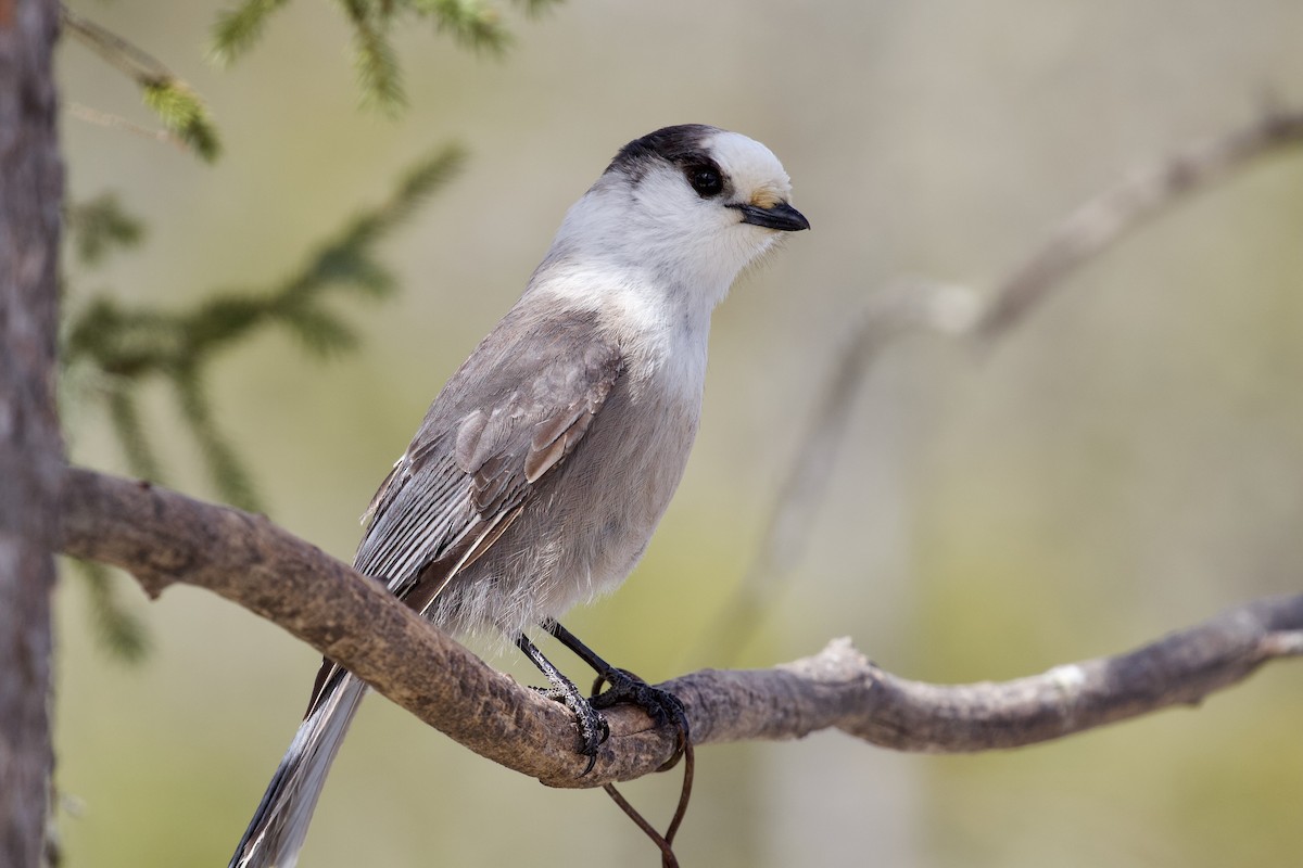 Canada Jay - ML617156512