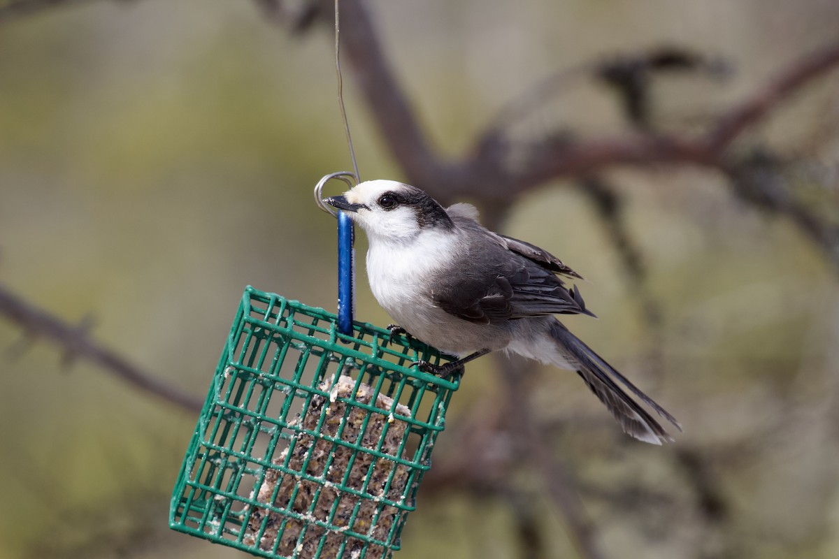 Canada Jay - ML617156513