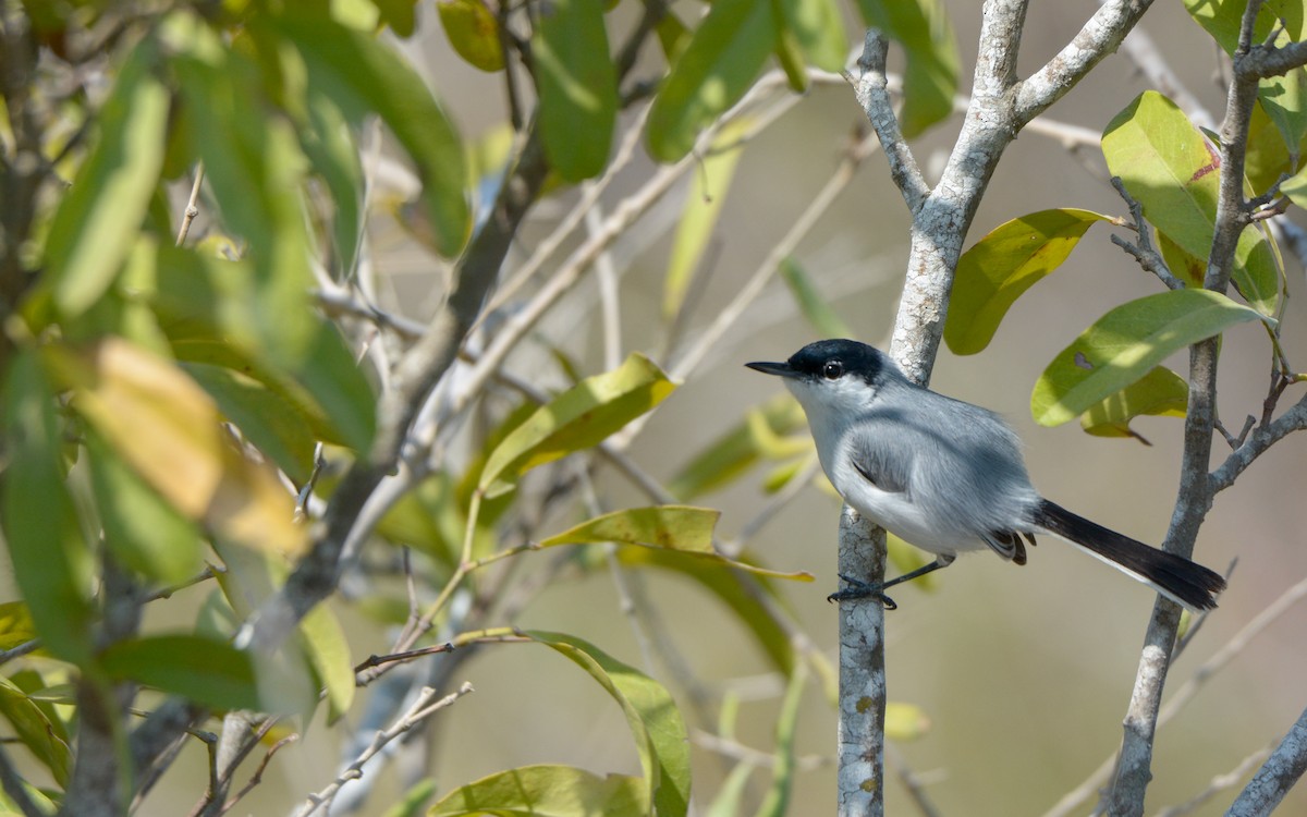 Yucatan Gnatcatcher - ML617156516