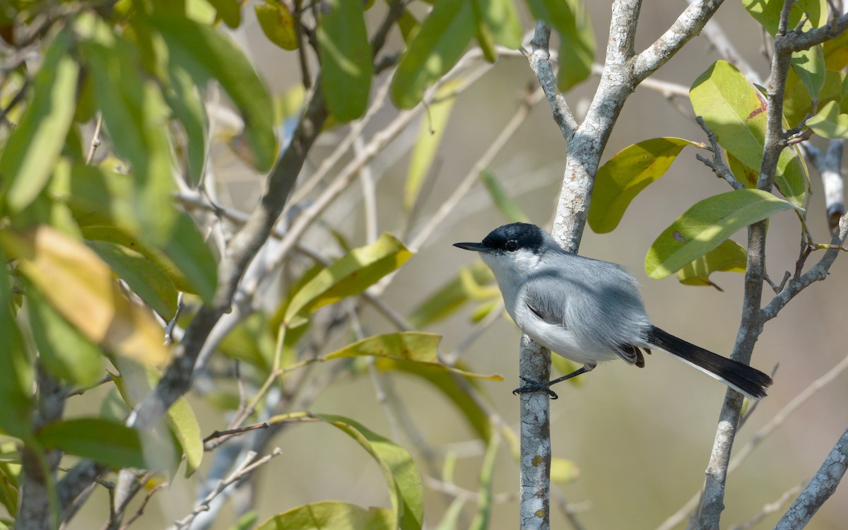 Yucatan Gnatcatcher - ML617156519