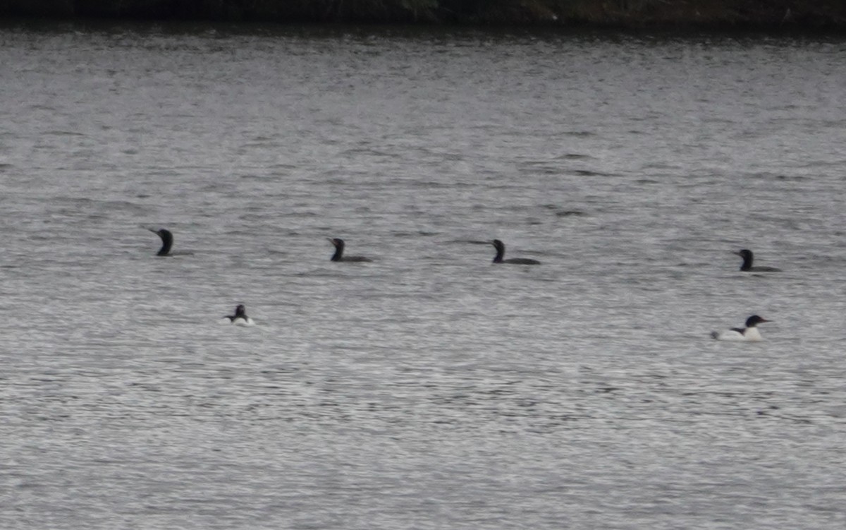 Double-crested Cormorant - ML617156558