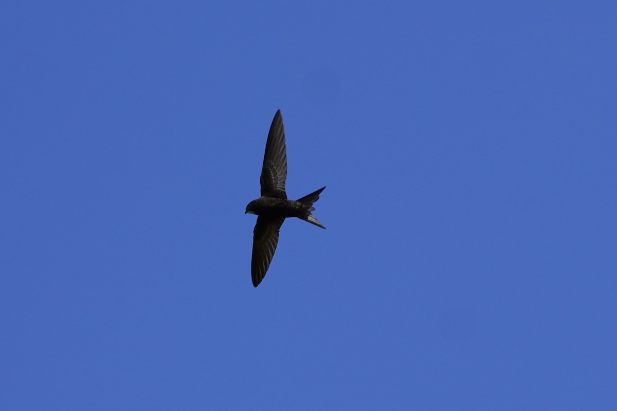 Common Swift - ML617156566