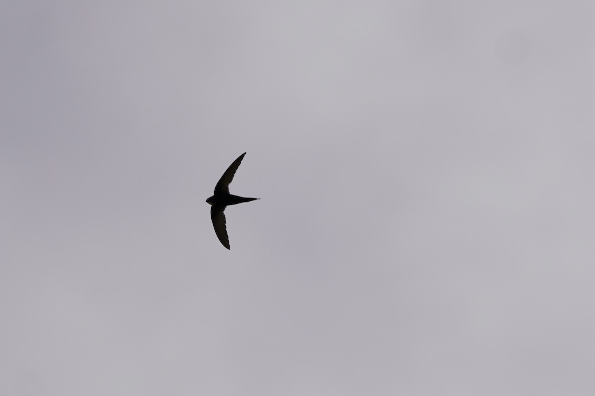 Common Swift - ML617156619