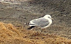 Common Gull - michael carmody