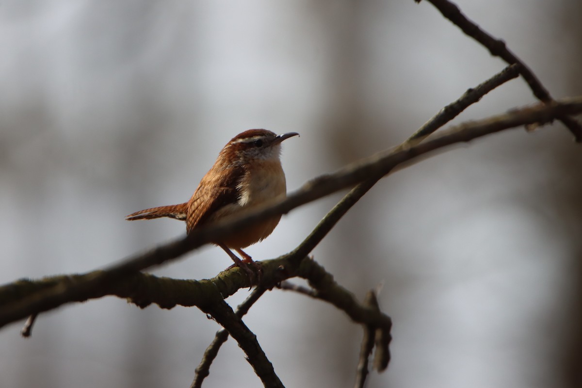 Carolina Wren - ML617156644