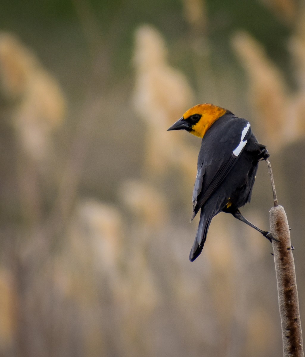 Yellow-headed Blackbird - ML617156661