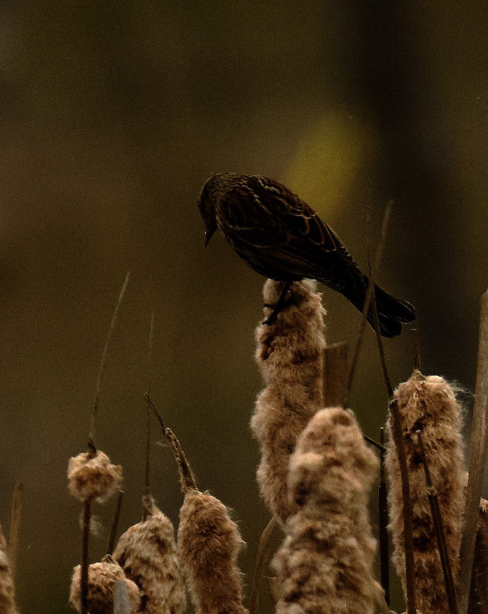 Red-winged Blackbird - gene collins