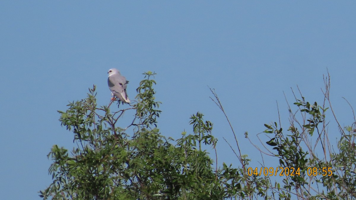 White-tailed Kite - Zehava Purim-Adimor
