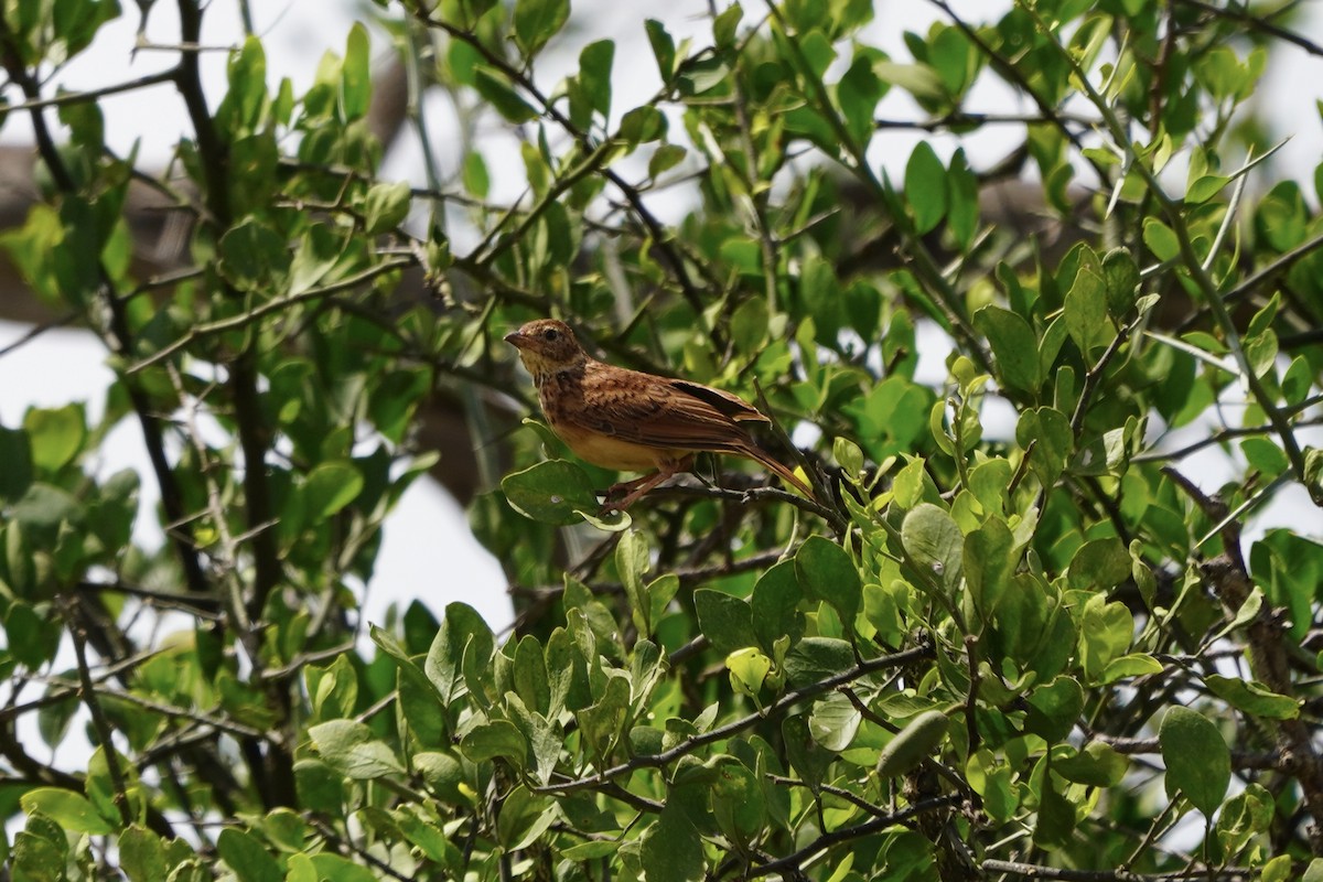 Flappet Lark - Greg Hertler