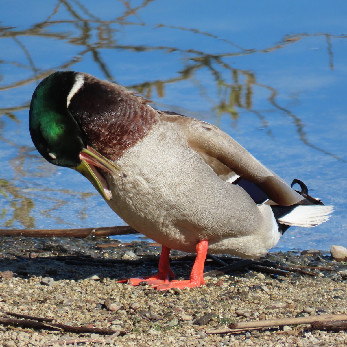 Mallard - ML617156715