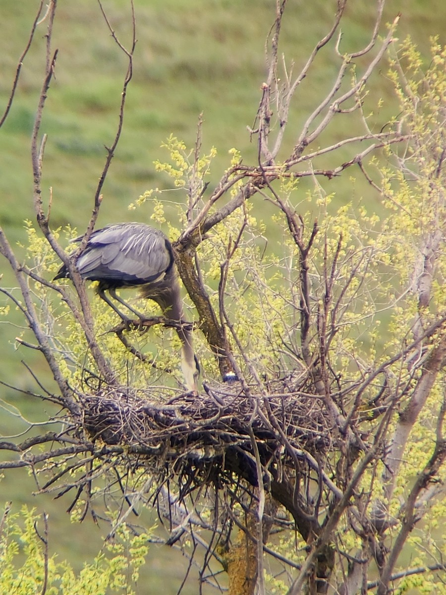 Great Blue Heron - ML617156737