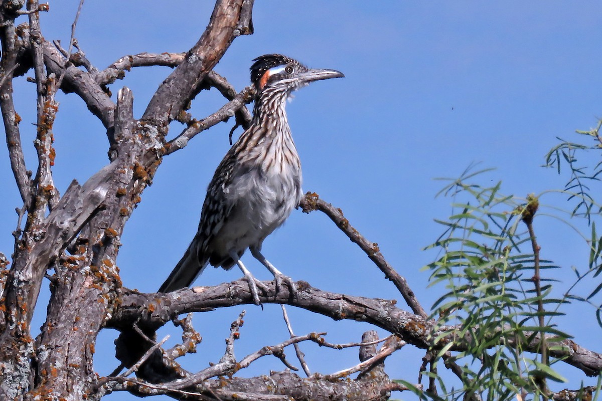 Greater Roadrunner - Florence King