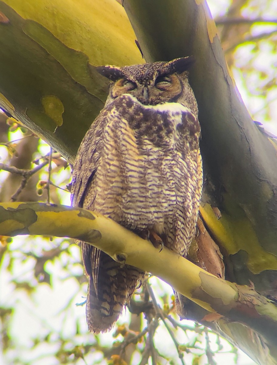 Great Horned Owl - ML617156764