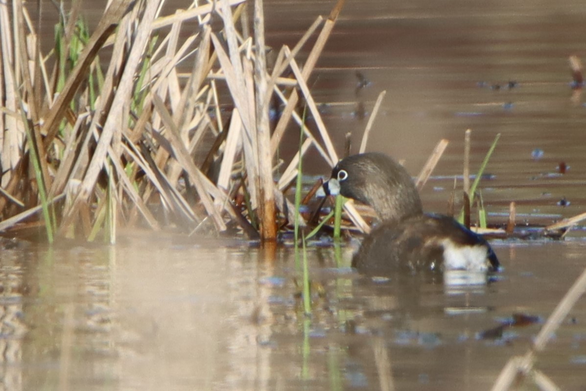 Pied-billed Grebe - ML617156770