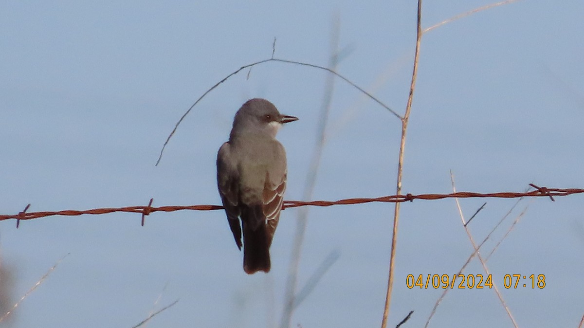 Cassin's Kingbird - Zehava Purim-Adimor