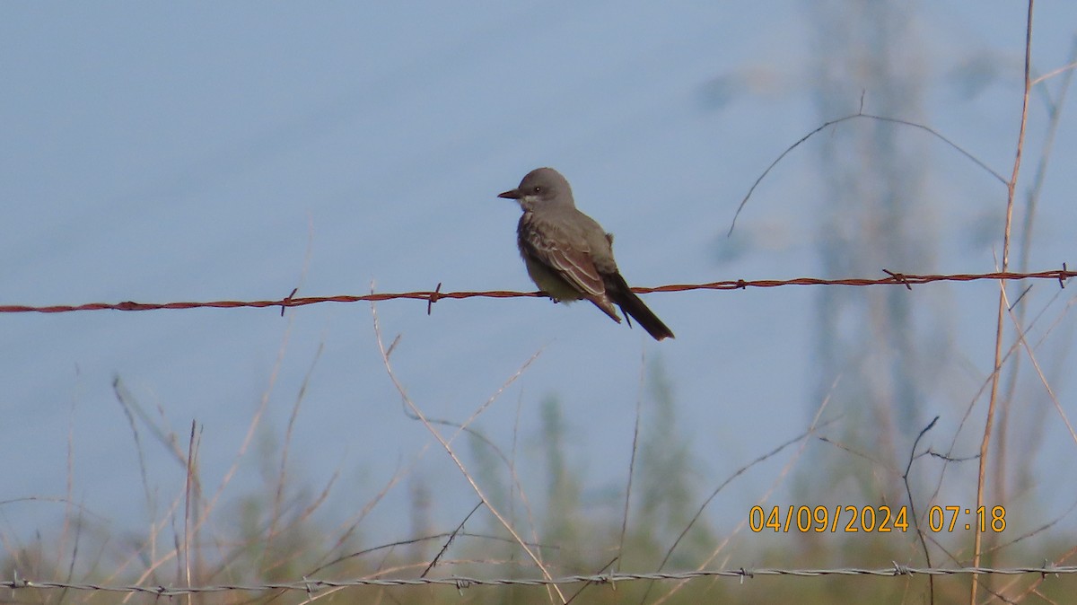 Cassin's Kingbird - Zehava Purim-Adimor