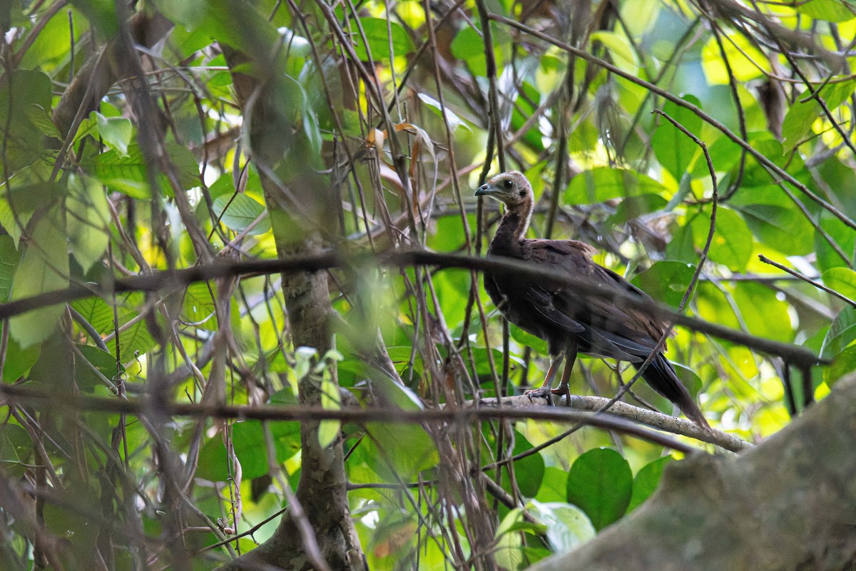 Trinidad Piping-Guan - ML617156823