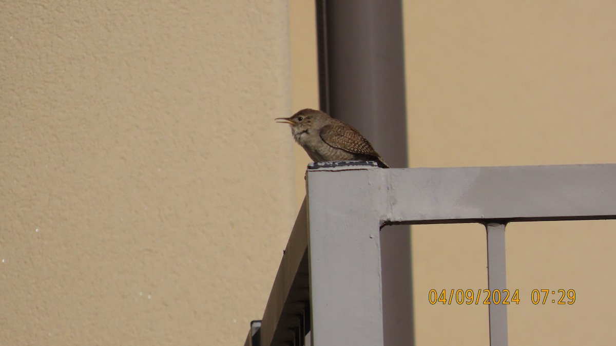 House Wren - ML617156824