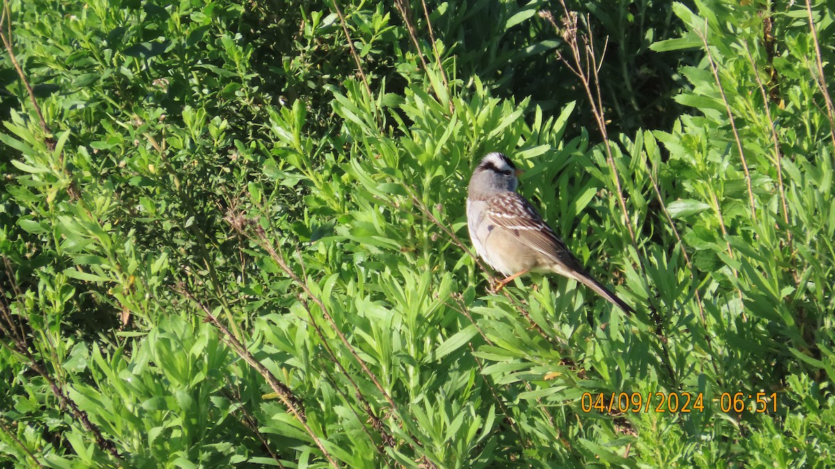 Bruant à couronne blanche - ML617156871