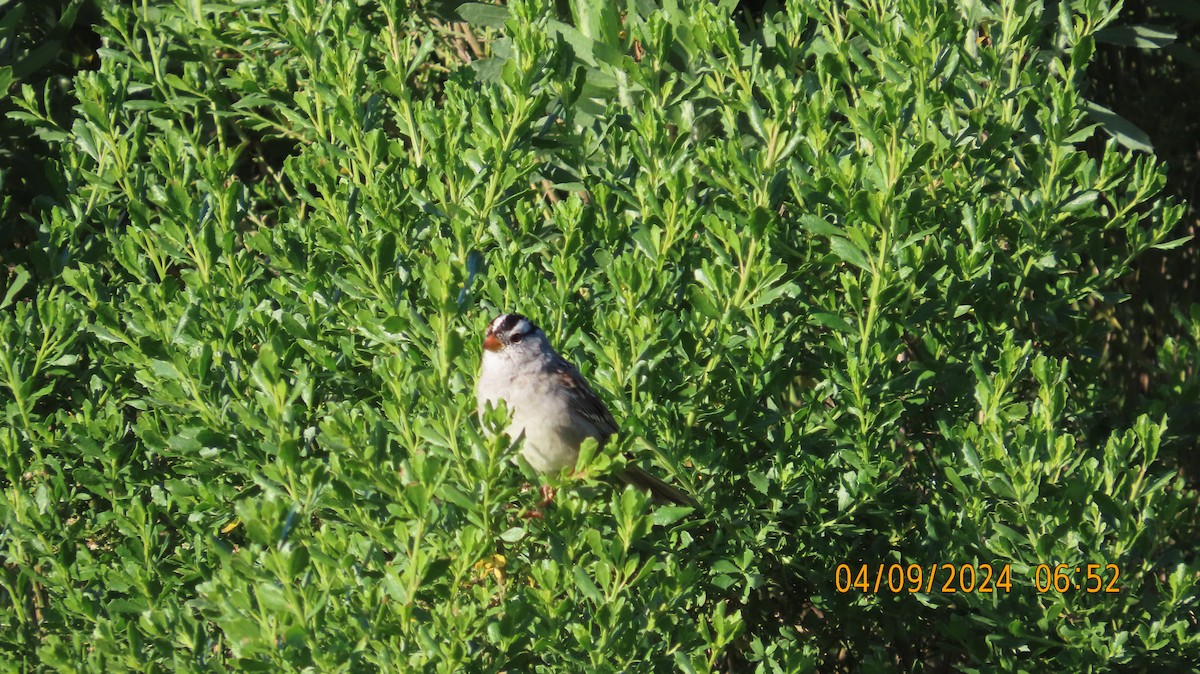 White-crowned Sparrow - ML617156872