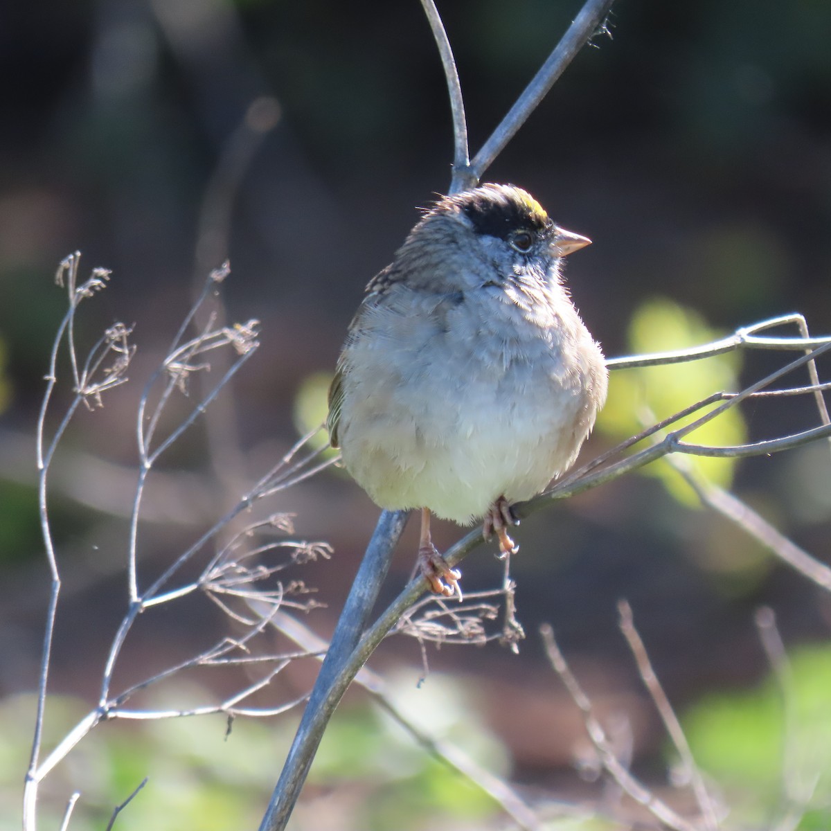 Golden-crowned Sparrow - ML617156876